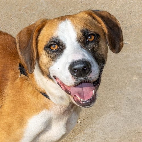 Photo of Whistle, adoptable Beagle in St Louis, Missouri