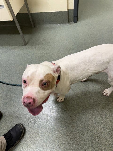 Photo of Kyle, adoptable American Bulldog in Lee's Summit, Missouri