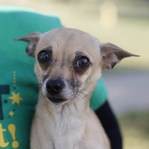 Photo of Lucky, adoptable Chihuahua in San Antonio, Texas