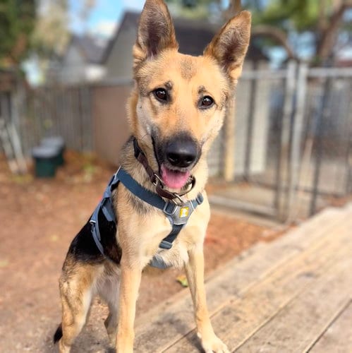 Photo of Petal, adoptable German Shepherd Dog in Oakland, California