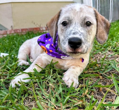 Photo of Emma’s Hopper, adoptable Cattle Dog in San Diego, California