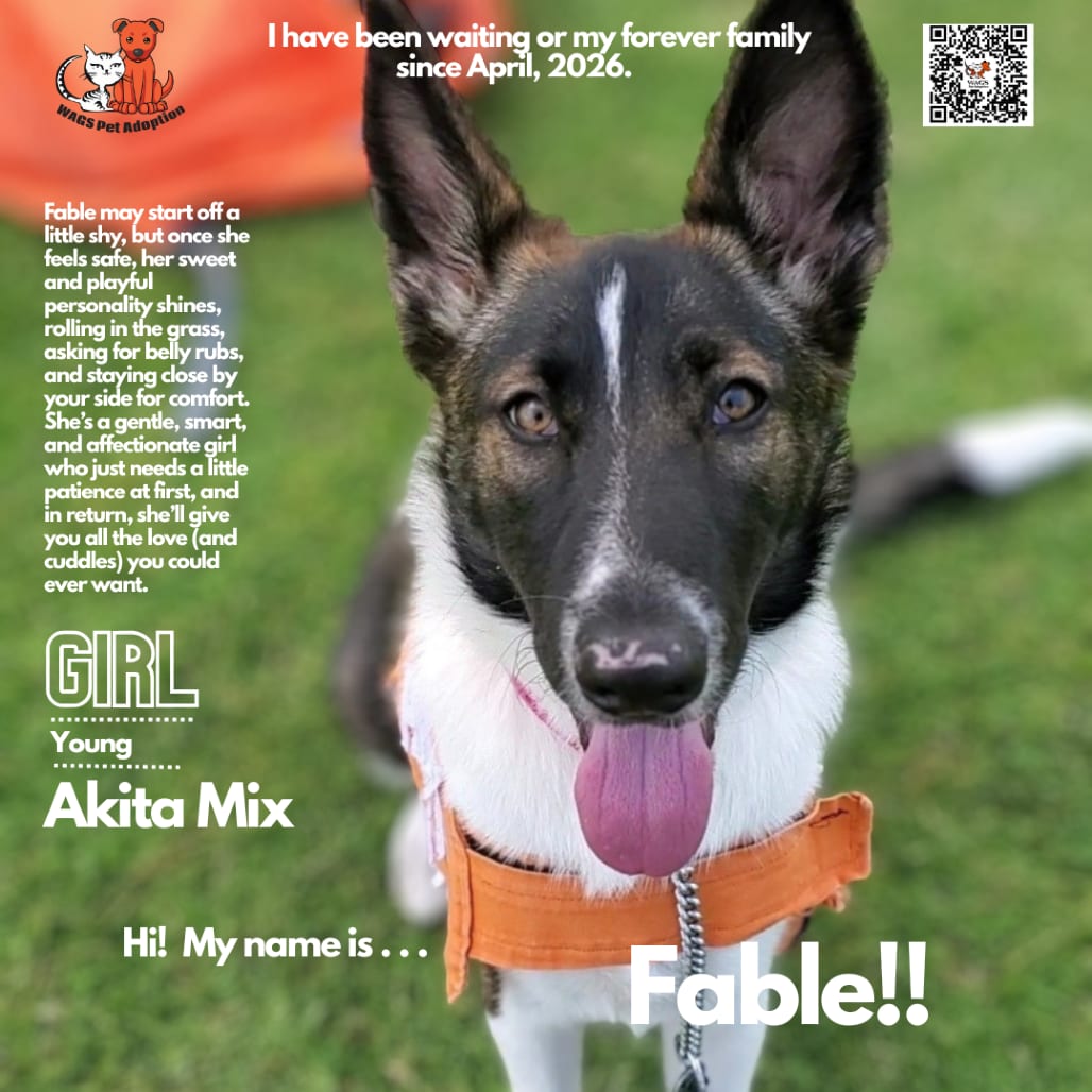 Photo of Fable, adoptable Shepherd, German / Akita in Westminster, California