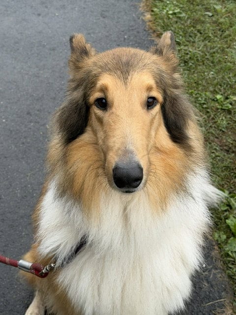 Photo of Brodie, adoptable Collie in Chantilly, Virginia