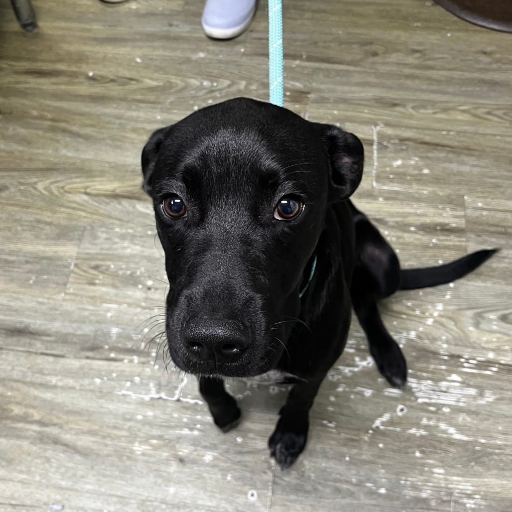 Photo of Toby, adoptable Mixed Breed (Medium) in Summerville, South Carolina