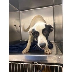 Photo of Webster, adoptable Mixed Breed (Medium) in Baton Rouge, Louisiana