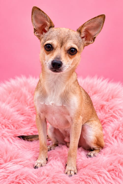 Photo of Chalupa, adoptable Italian Greyhound in Romoland, California