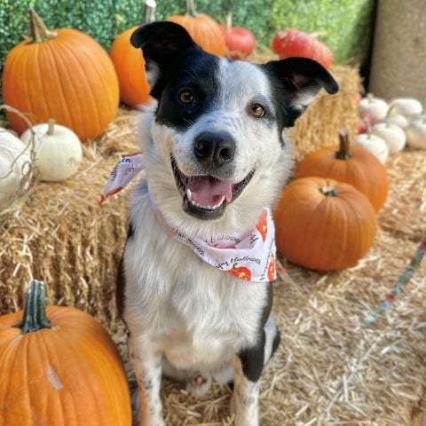 Photo of Ringo, adoptable Border Collie in Camarillo, California