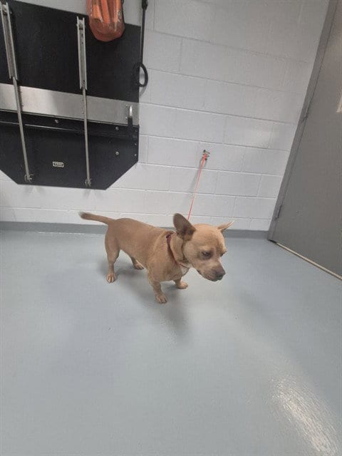 Photo of Waffle, adoptable Pit Bull Terrier in St. Cloud, Florida