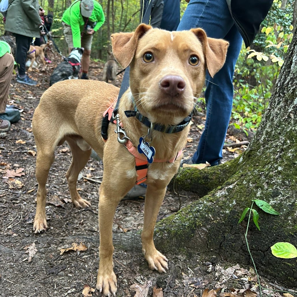 Photo of Jude, adoptable Terrier, Pit Bull in Wake Forest, North Carolina