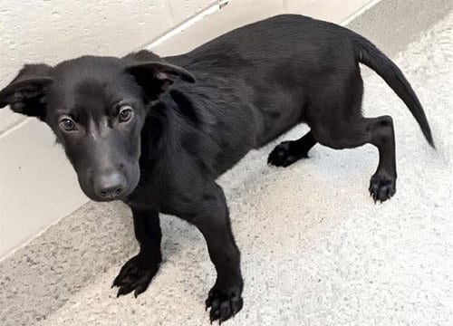 Photo of A659260, adoptable Labrador Retriever in Houston, Texas