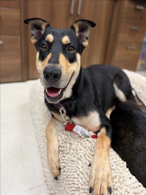 Photo of Winston, adoptable German Shepherd Dog in Conroe, Texas