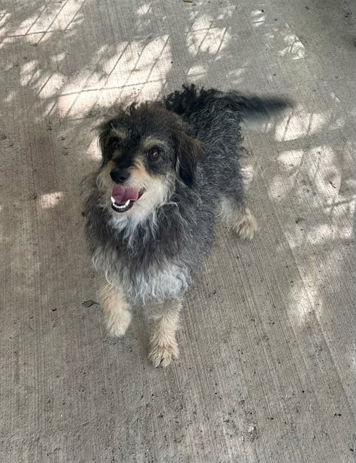 Photo of Marley, adoptable Schnauzer in Oak Bluffs, Massachusetts