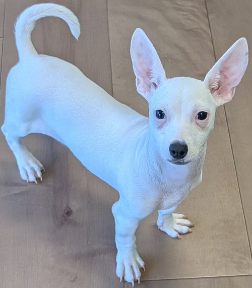 Photo of Prada, adoptable Chihuahua in San Bernardino, California