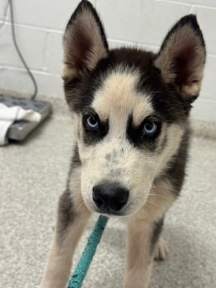 Photo of Night Howler 9, adoptable dog in Baltimore, Maryland