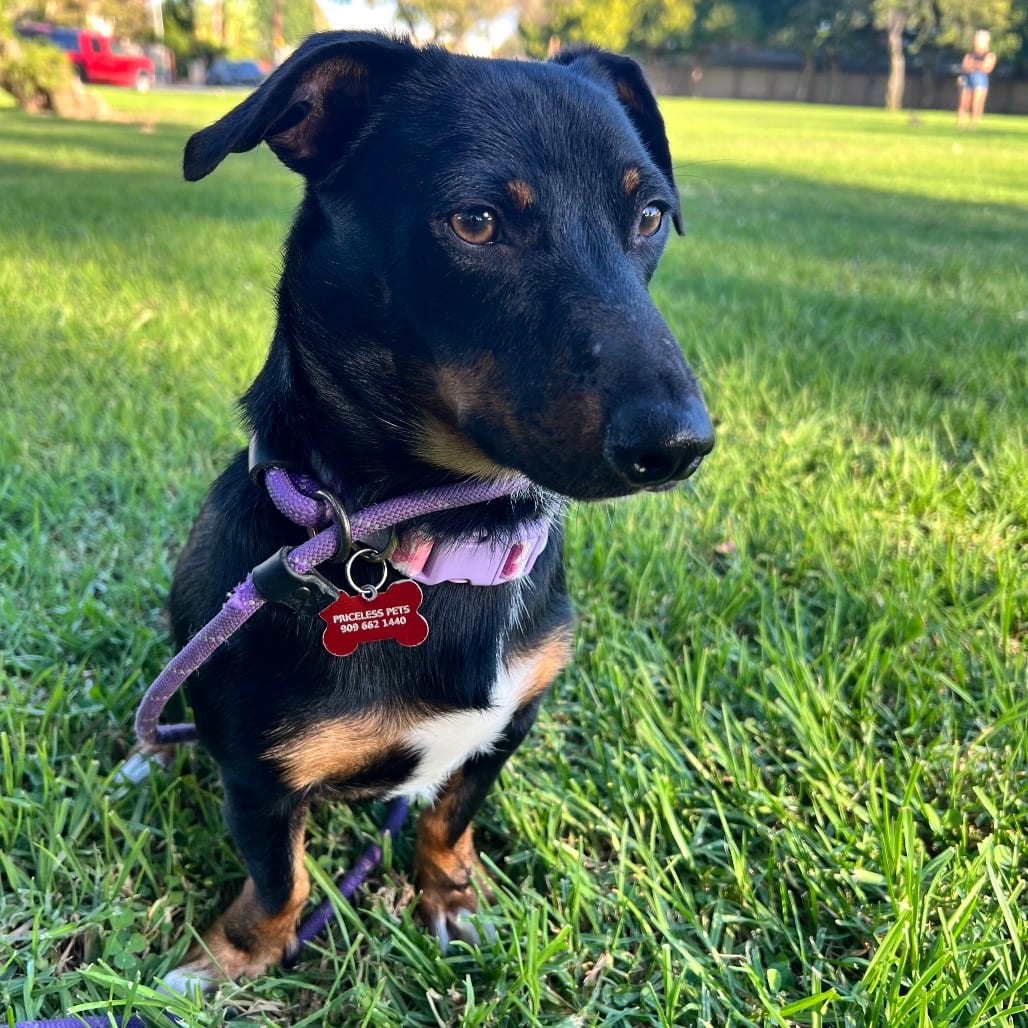 Photo of Frank Langdon - Costa Mesa Location, adoptable Dachshund / Pinscher, Miniature