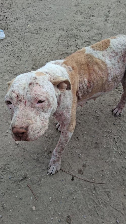 Photo of Sunshine, adoptable Pit Bull Terrier in Chula Vista, California