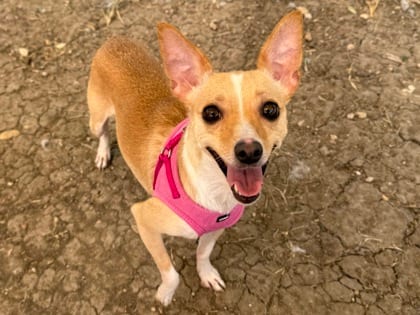 Photo of Jello, adoptable dog in Georgetown, Texas