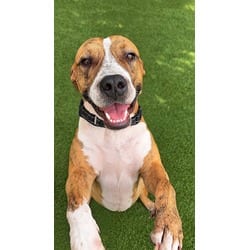 Photo of Sebastion, adoptable Terrier (Unknown Type, Medium) in Doral, Florida