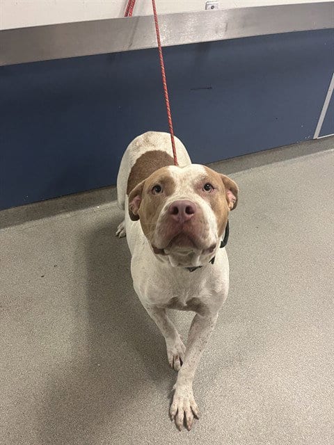 Photo of Rosie, adoptable American Bulldog in Miami, Florida