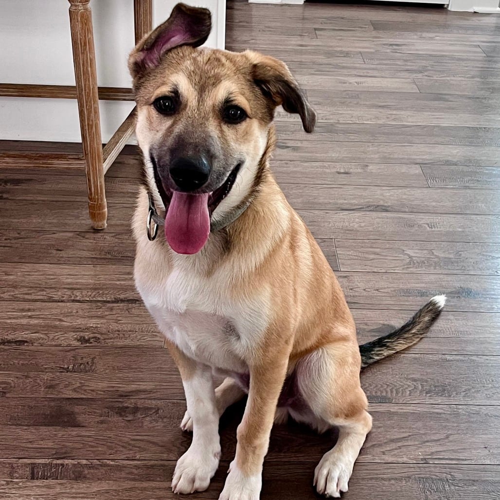 Photo of Prospero, adoptable Mixed Breed (Medium) in Chapel Hill, North Carolina