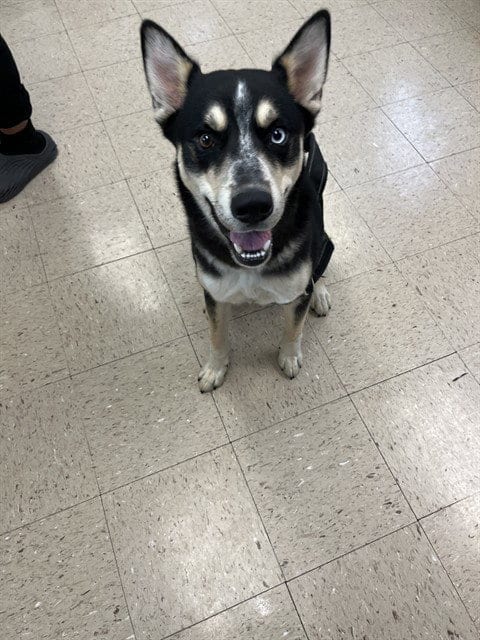 Photo of Jack, adoptable Siberian Husky in Killeen, Texas