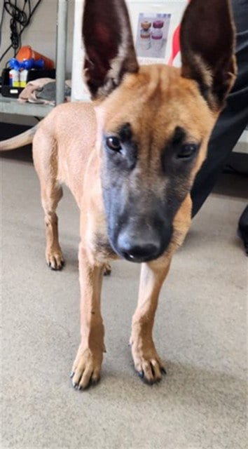 Photo of Echo, adoptable Belgian Shepherd Malinois in San Bernardino, California