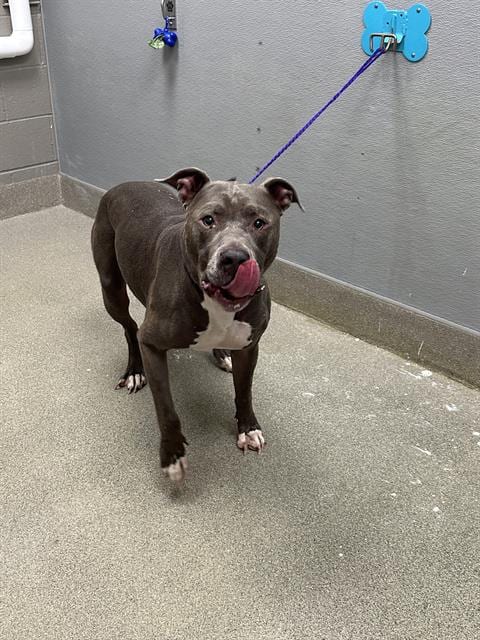 Photo of Lincoln Bark, adoptable Pit Bull Terrier in Las Vegas, Nevada