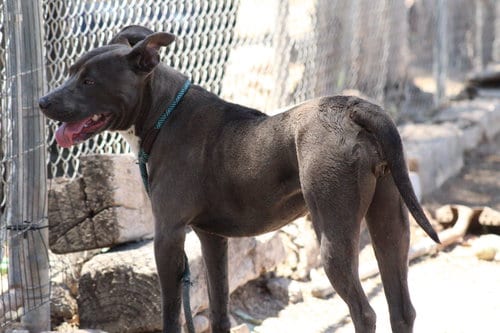Photo of Dusty, adoptable Pit Bull Terrier in El Centro, California