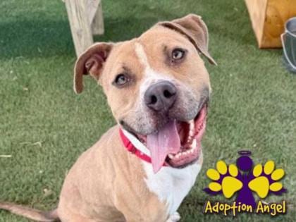 Photo of Beck, adoptable dog in Georgetown, Texas