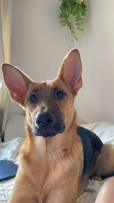 Photo of Nova, adoptable German Shepherd Dog in San Diego, California