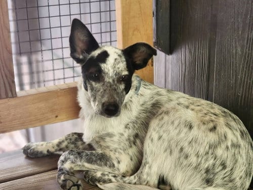 Photo of Shelby, adoptable Australian Cattle Dog/Blue Heeler in Paso Robles, California