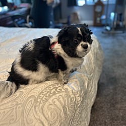 Photo of Rocky, adoptable Chihuahua in Union Grove, Wisconsin