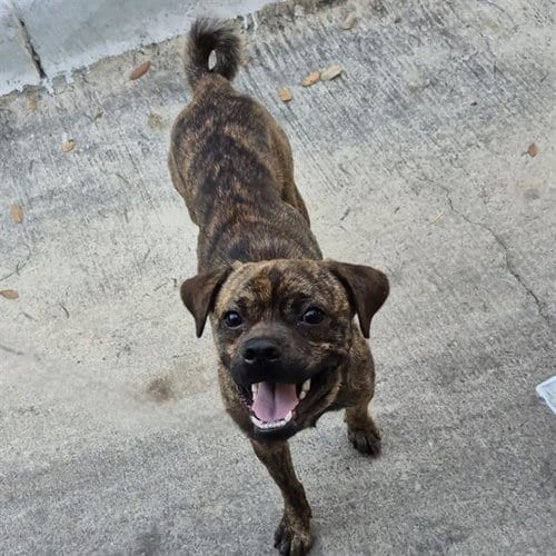 Photo of A830539, adoptable Pug in San Antonio, Texas