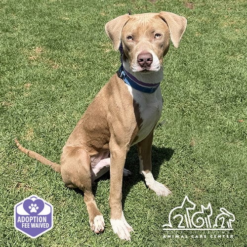 Photo of Buster, adoptable Pit Bull Terrier in Irvine, California