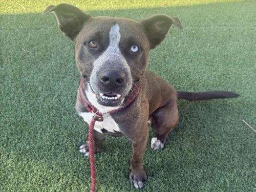 Photo of Westley, adoptable Pit Bull Terrier in Los Angeles, California
