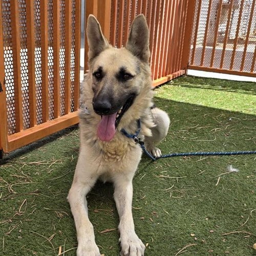Photo of Randall, adoptable German Shepherd Dog in Las Vegas, Nevada