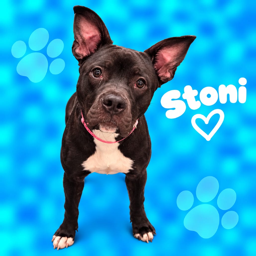 Photo of Stoni, adoptable dog