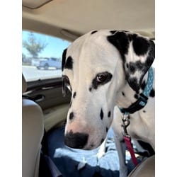 Photo of Valentine-Fresno,, adoptable Dalmatian in Southern CA, California