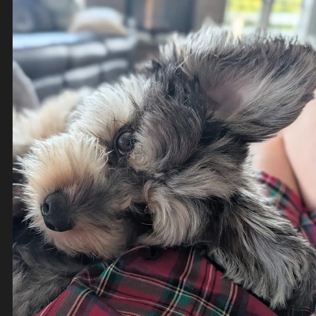 Photo of Uli, adoptable Pomeranian / Poodle, Miniature in Potomac, Maryland