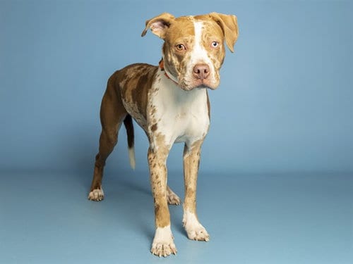 Photo of Iris, adoptable American Pit Bull Terrier in Phoenix, Arizona