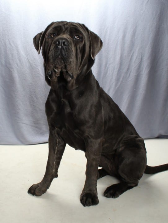 Photo of Stella Brennan, adoptable Neapolitan Mastiff