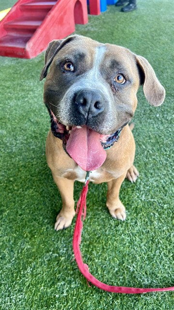 Photo of Hershey, adoptable American Bulldog in Miami, Florida