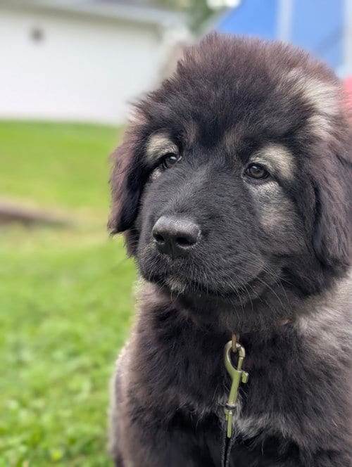 Photo of Gamora, adoptable Caucasian Sheepdog (Caucasian Ovtcharka) in Chambersburg, Pennsylvania