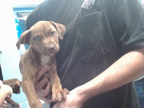 Photo of Offset, adoptable Labrador Retriever in Albuquerque, New Mexico