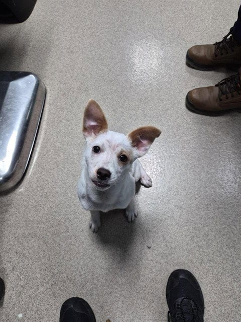 Photo of Winnie, adoptable Unknown breed in Holbrook, New York