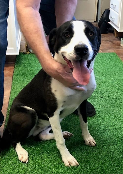 Photo of Cookie, adoptable Labrador Retriever in Amarillo, Texas