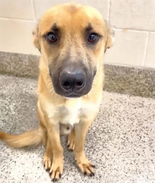 Photo of Atlas, adoptable German Shepherd Dog in Houston, Texas