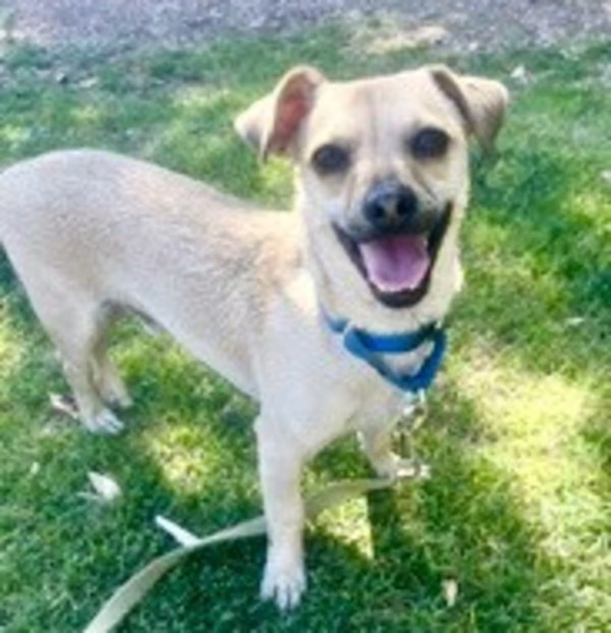 Photo of Riggs, adoptable Chiweenie in Gilbert, Arizona
