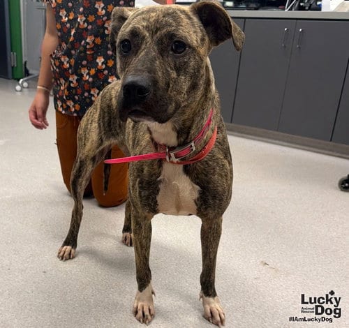 Photo of Pumpkin, adoptable Plott Hound in Washington, District of Columbia