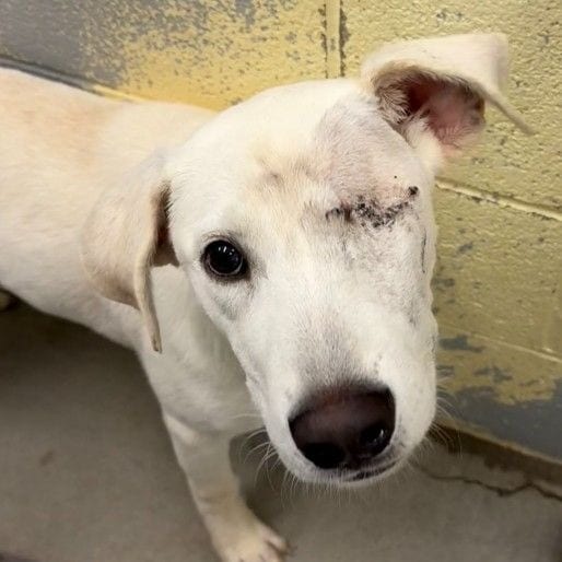 Photo of Leah, adoptable Mixed Breed (Medium) in East Hanover, New Jersey